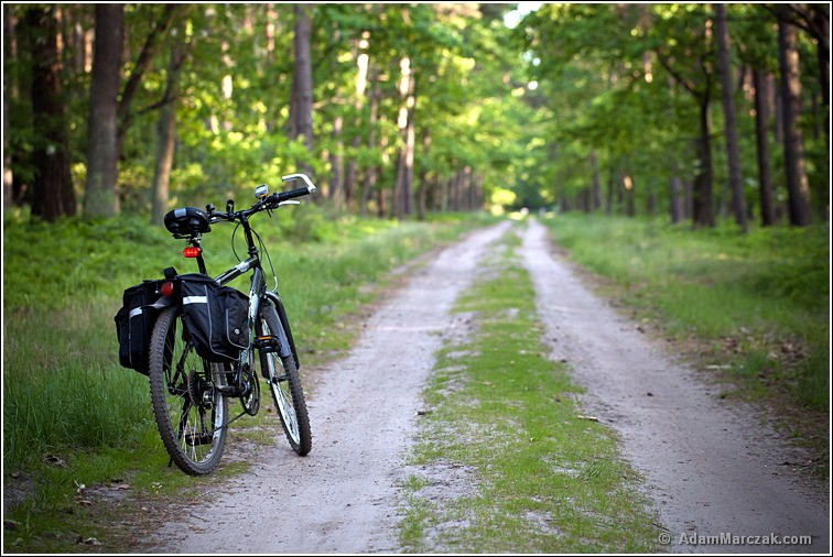 Rower w lesie | Bike in the forest
