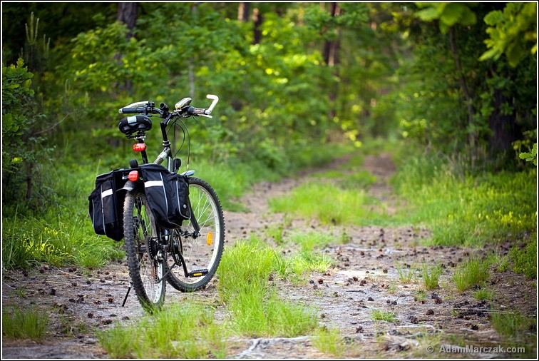 Rower w lesie | Bike in the forest