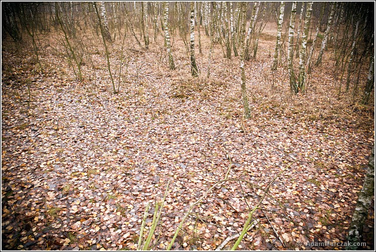Poligon Skierniewice, leśne śniadanie