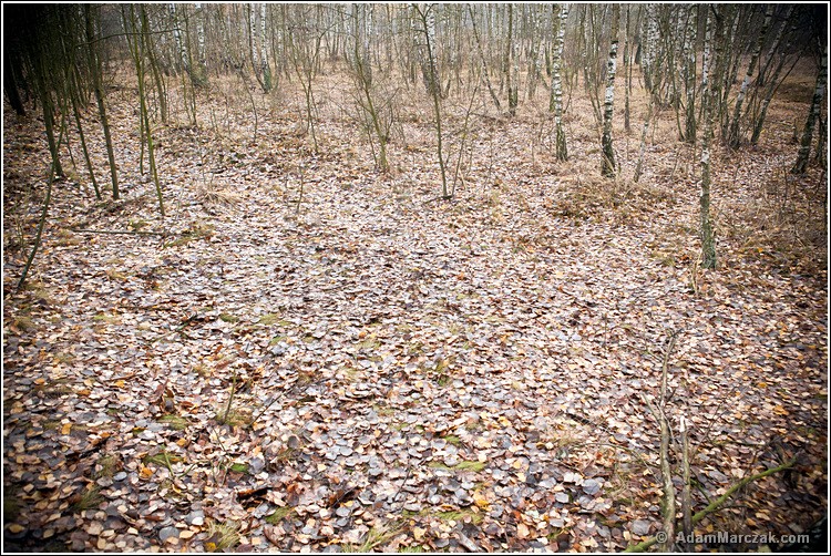 Poligon Skierniewice, leśne śniadanie